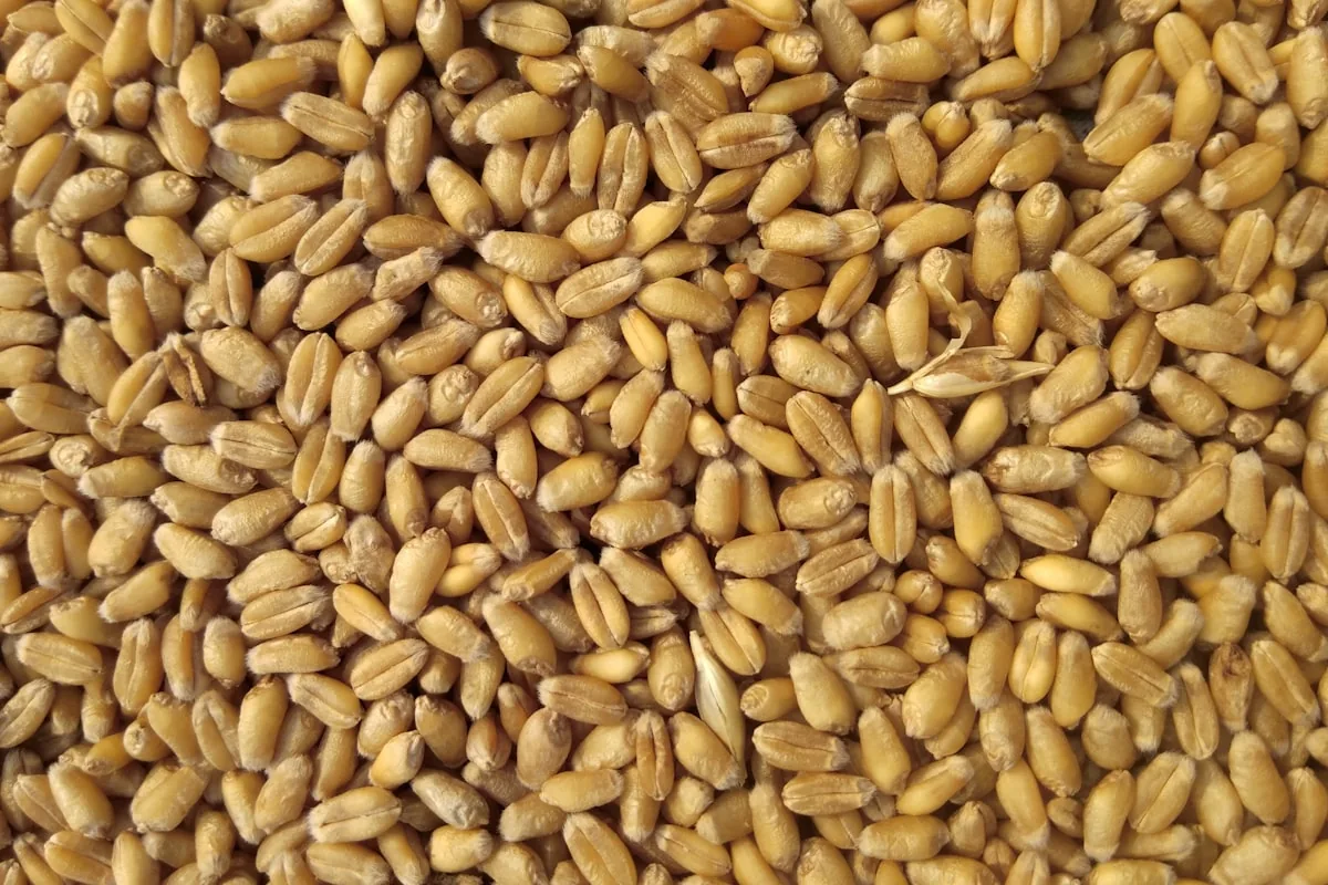 جادەیێن دهۆکێ